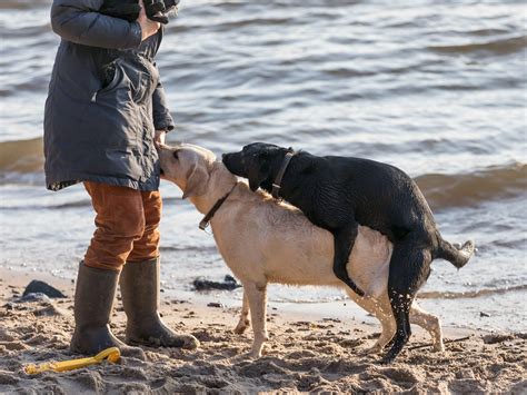 sex mit hund Search